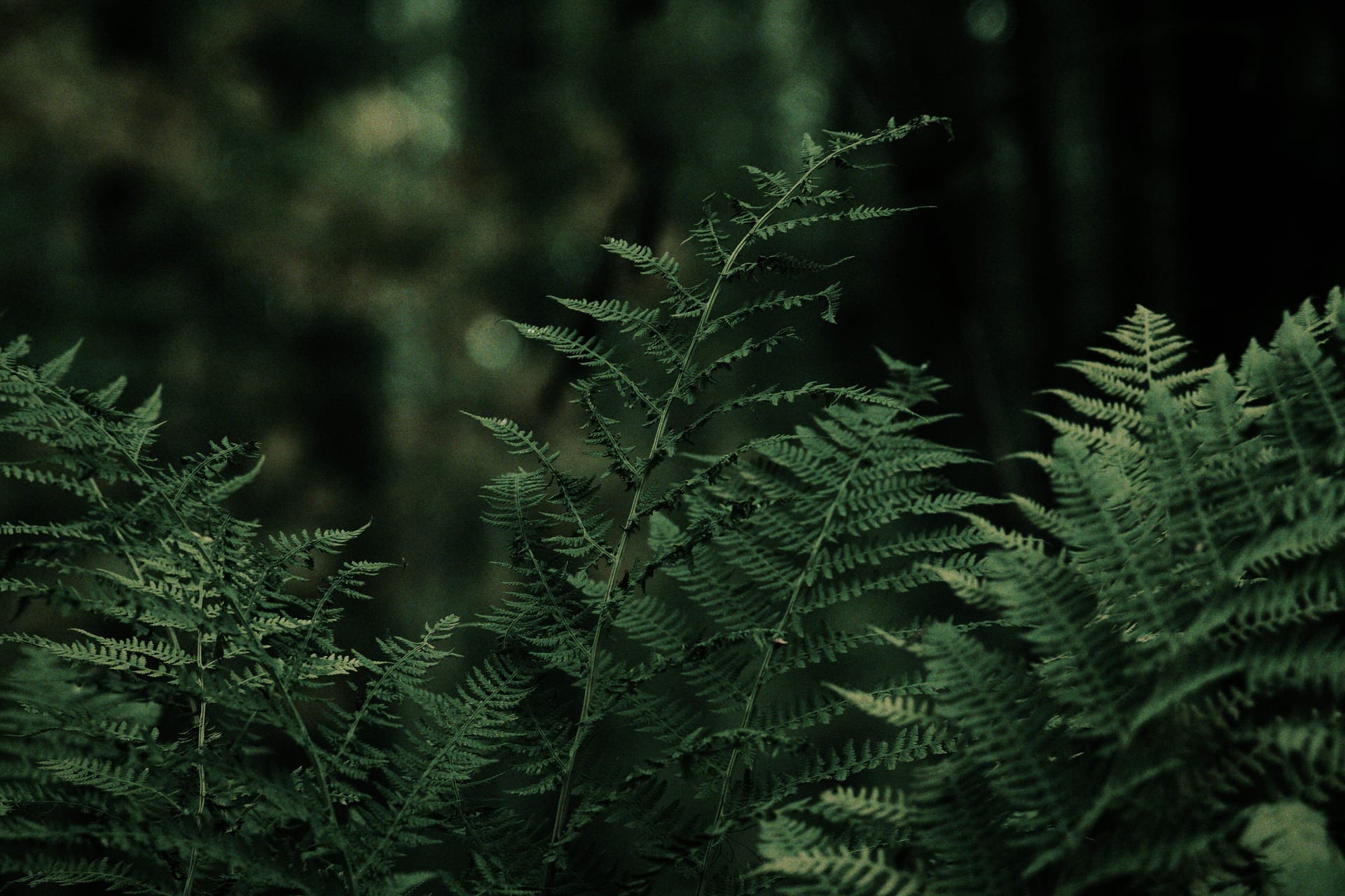 Photography advice #1 — the only one you'll ever need